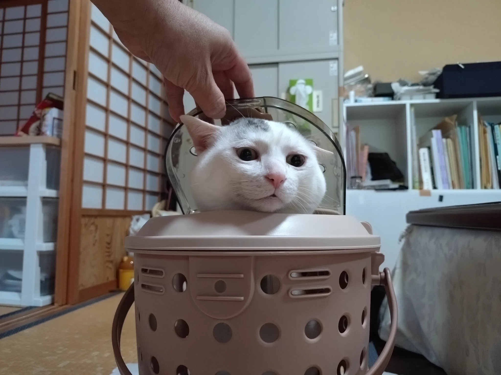 シナリー　C3 3つ　山猫様 木山神社の招き猫 テン on X: 