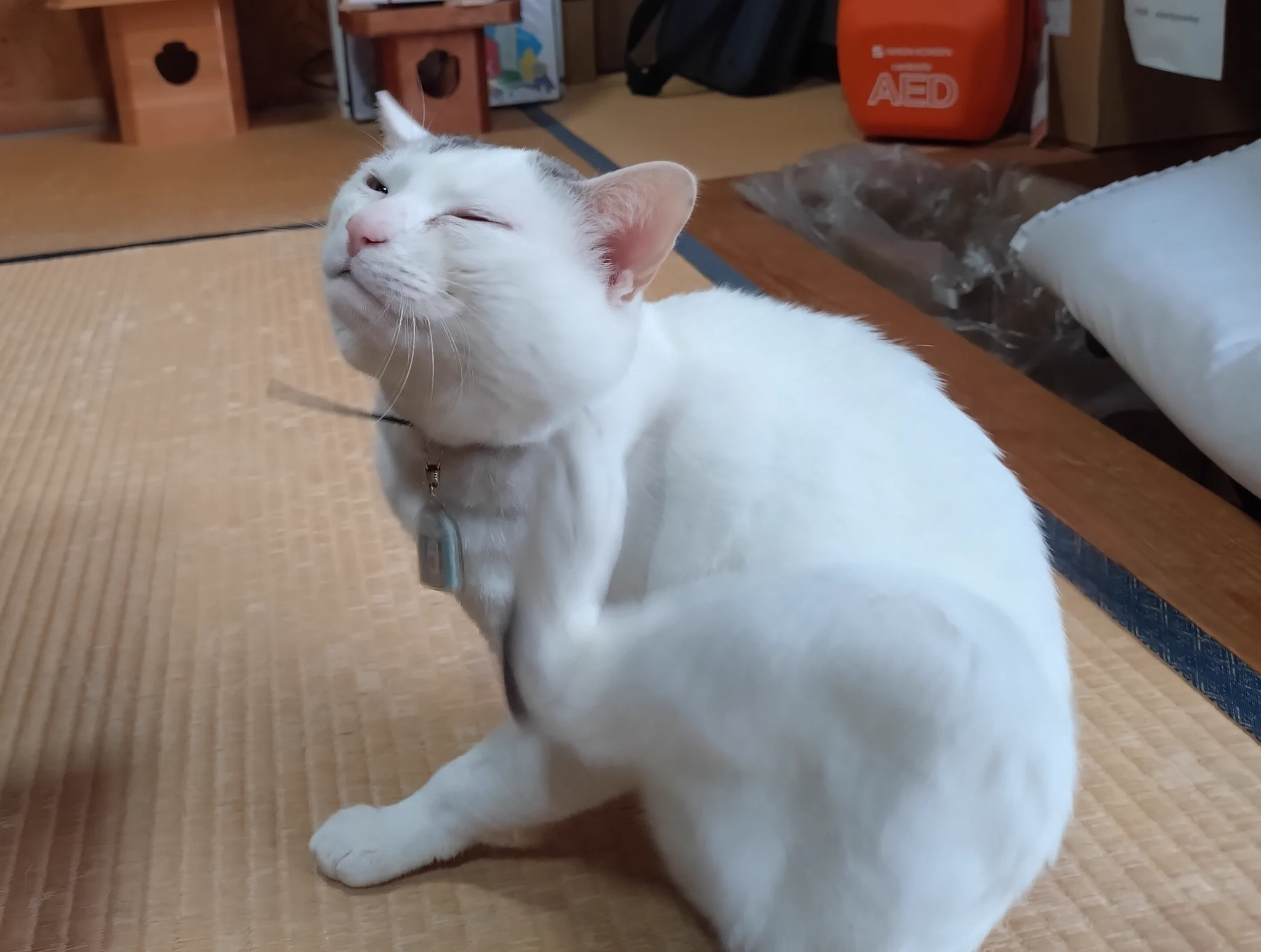 木山神社の招き猫 テン on X: 