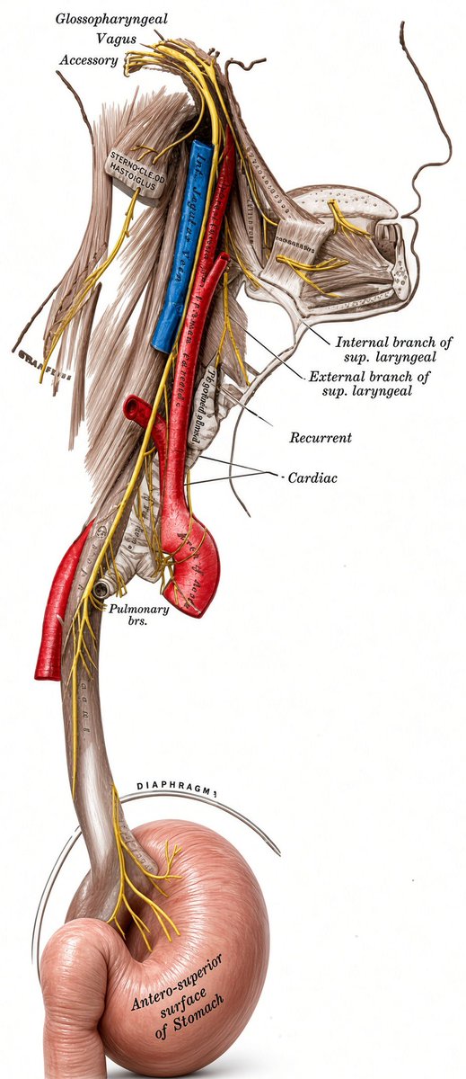 PipeCabreraV's tweet photo. The Vagus and the Hypoglossal nerves anatomy! Surgical anatomy basics for carotid endarterectomy! @pferrada1 @SWexner @drdevirgilio @TomVargheseJr https://t.co/GRvk01YuXk