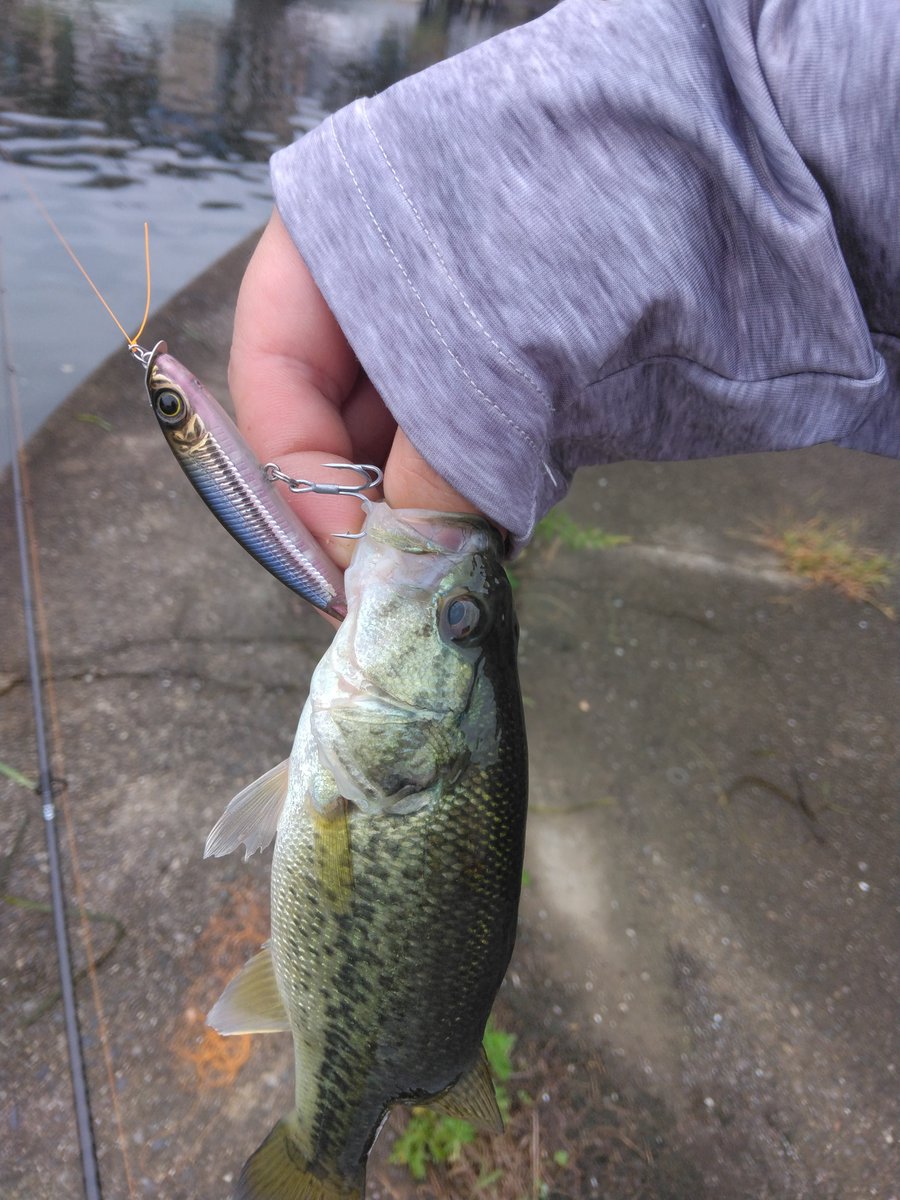BasshunterLeo2's tweet photo. #BUTZbassfishing
#バス釣り
#BUTZオンラインバス釣り
#KAESU
#Risso

KAESUさんのRissoいきなりｷﾀ━━━━(*ÒωÓ*)━━━━!! https://t.co/bSagCqaLxg