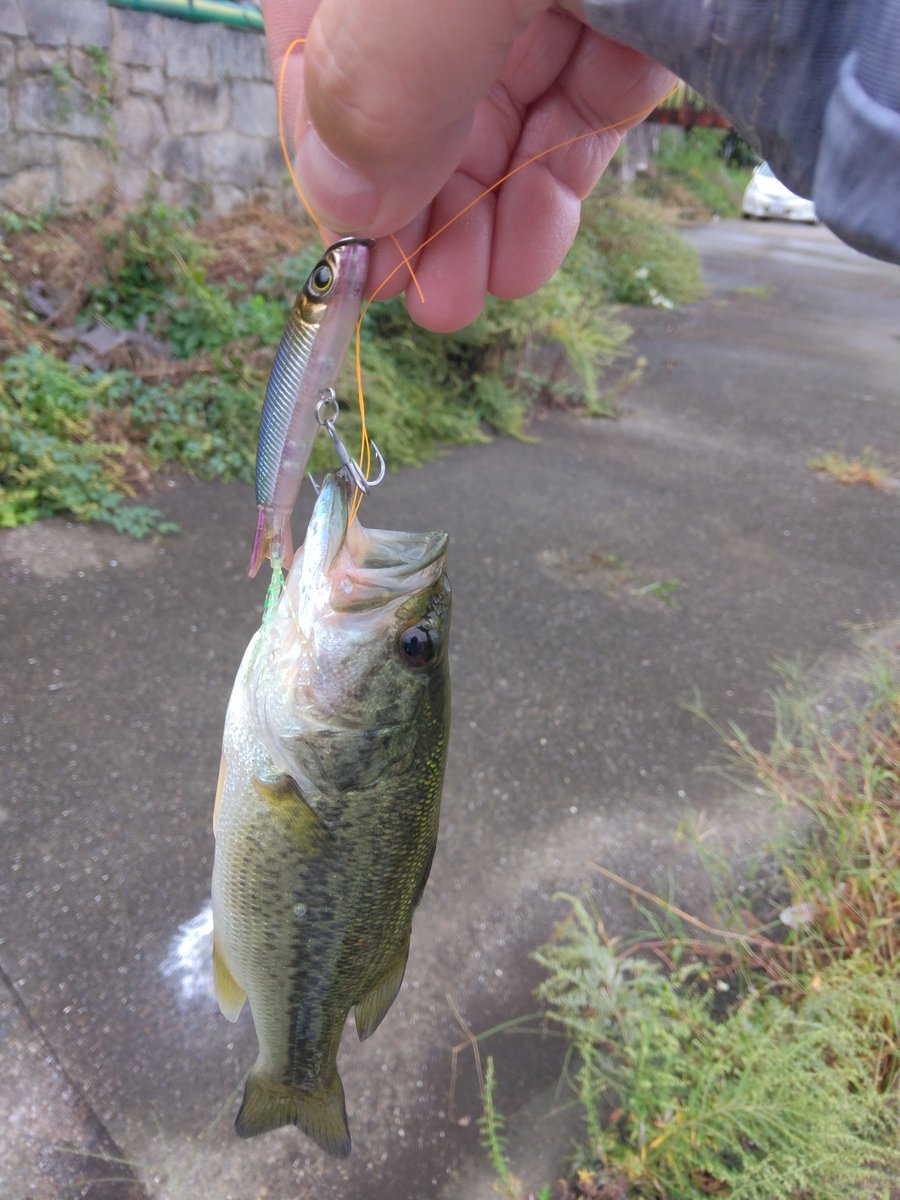 BasshunterLeo2's tweet photo. #BUTZbassfishing
#バス釣り
#BUTZオンラインバス釣り
#KAESU
#Risso

KAESUさんのRissoいきなりｷﾀ━━━━(*ÒωÓ*)━━━━!! https://t.co/bSagCqaLxg