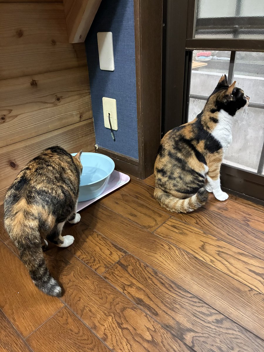 lunaticdial's tweet photo. 猫の寝息で安眠してたら追加で寝床を侵略されたり朝起きたら物音を察知して襲撃に遭うなどした 猫に体を擦られるオブジェクトになりたい人には最高の環境 https://t.co/eHR9BfwONO