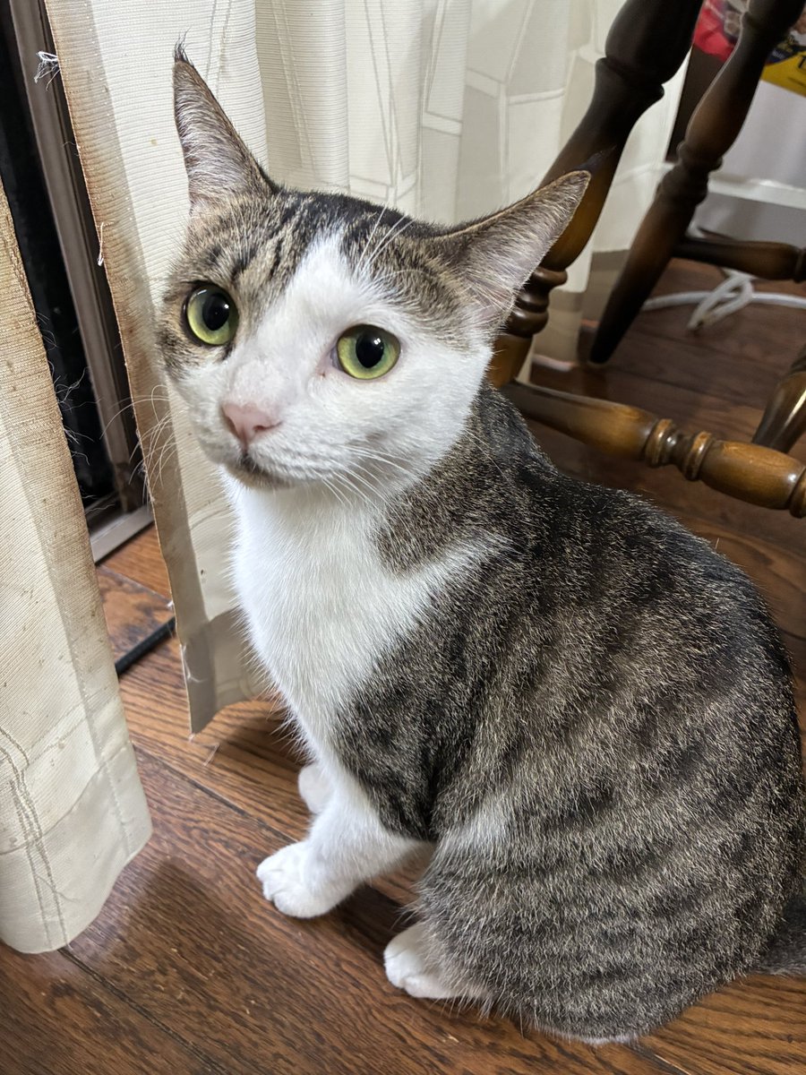 lunaticdial's tweet photo. 猫の寝息で安眠してたら追加で寝床を侵略されたり朝起きたら物音を察知して襲撃に遭うなどした 猫に体を擦られるオブジェクトになりたい人には最高の環境 https://t.co/eHR9BfwONO