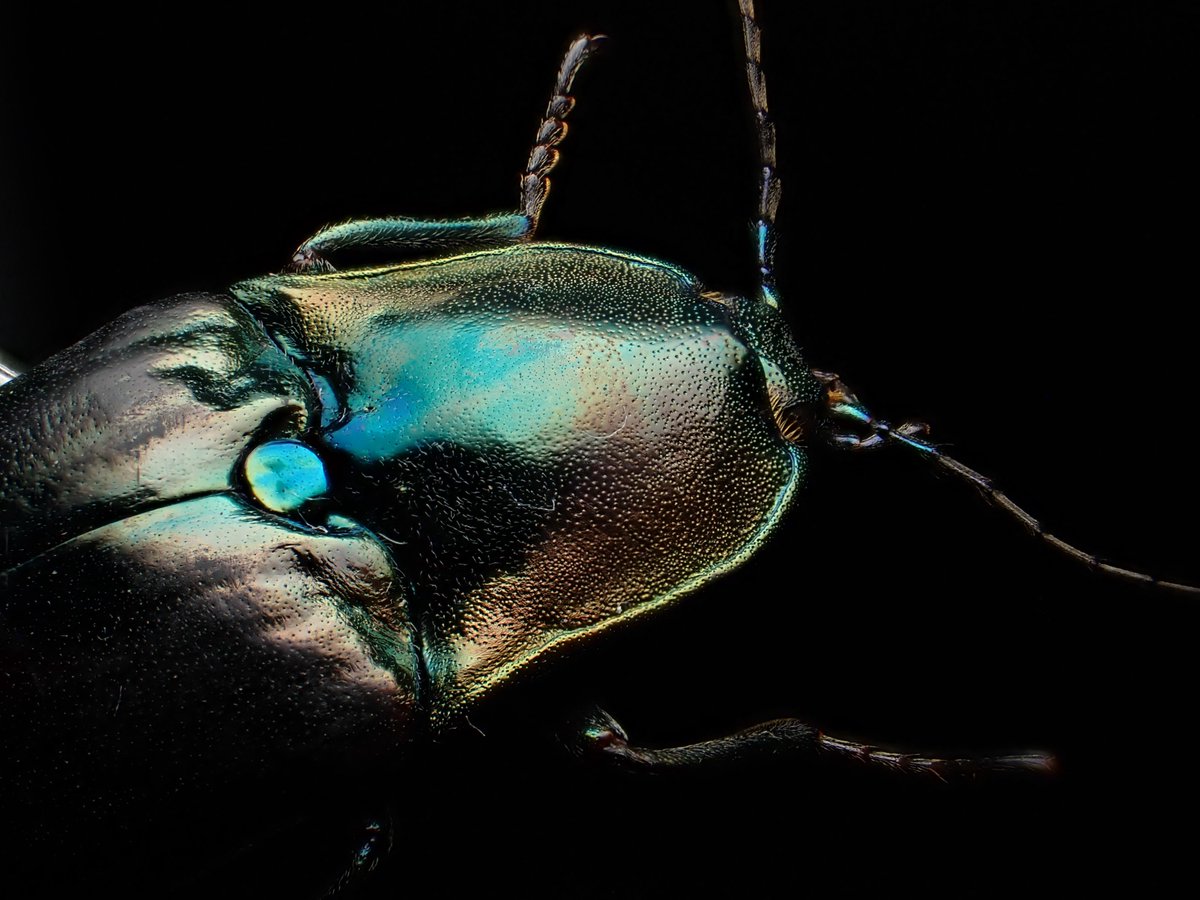 DamasterCarabus's tweet photo. 🇹🇼 Taiwan

#clickbeetle
#コメツキムシ https://t.co/Z1etUiYADO