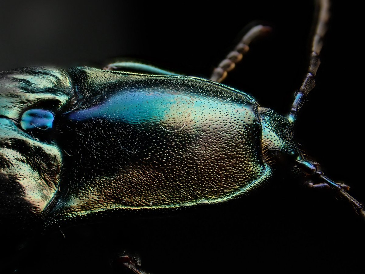 DamasterCarabus's tweet photo. 🇹🇼 Taiwan

#clickbeetle
#コメツキムシ https://t.co/Z1etUiYADO