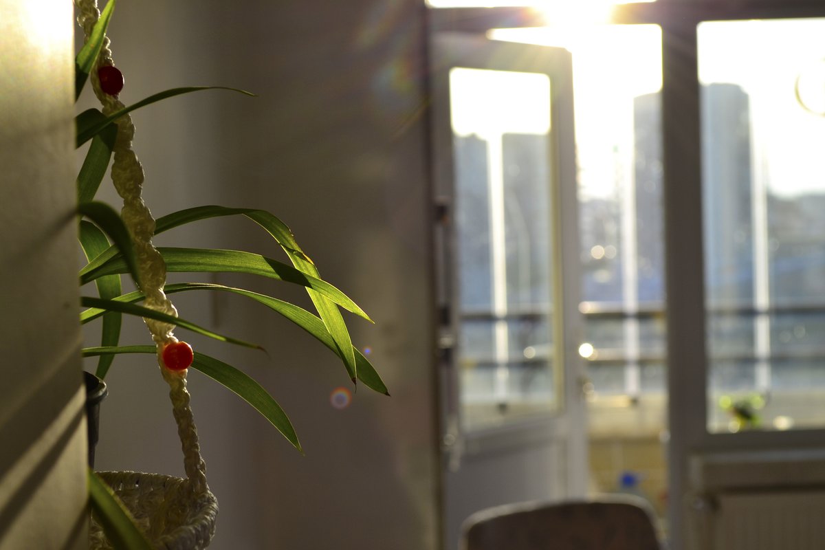 LupitaSamrsryb's tweet photo. New to photography Start with natural light—shoot near windows for soft, warm tones, no fancy gear needed! https://t.co/0mNm9F71Jc