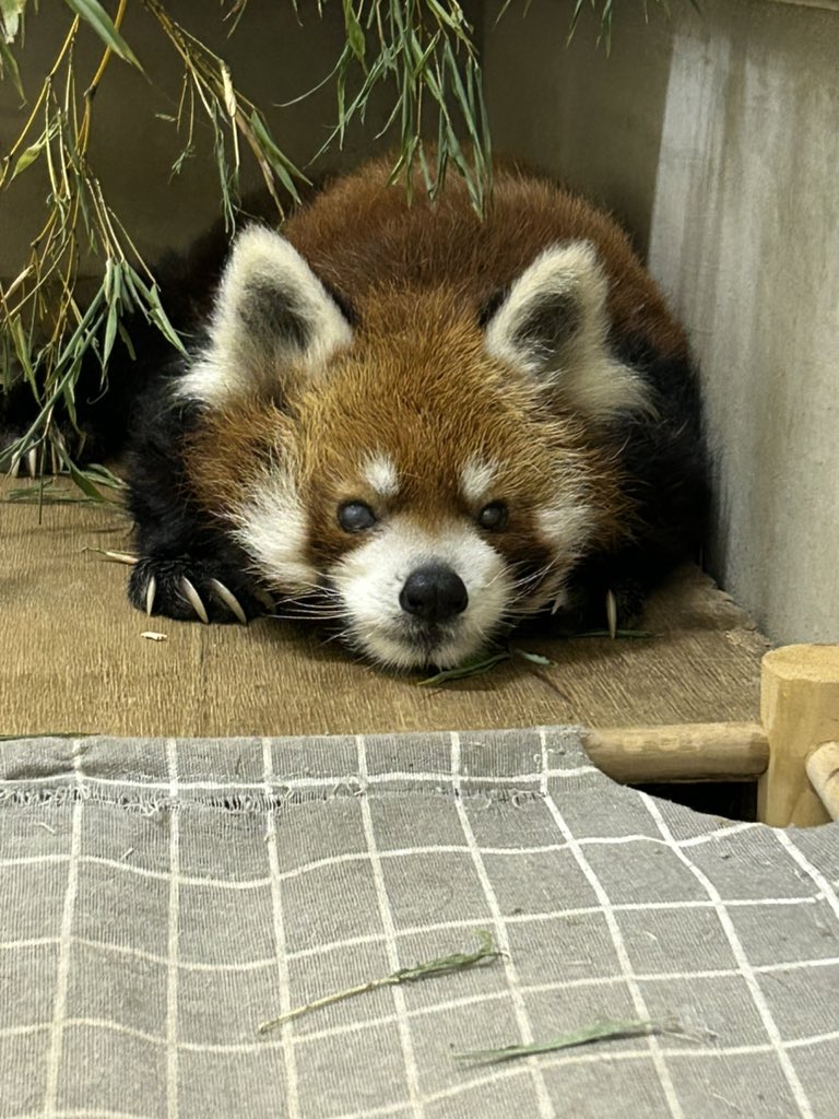 ChibaZoo's tweet photo. 雨による展示場のコンディション不良のため、午前中の風太の展示はお休みします。回復次第扉を開けますが、出て行くか行かないかは風太の気分次第となります。（飼1）
#千葉市動物公園
#レッサーパンダ
#風太 https://t.co/ZjPRlDwn51
