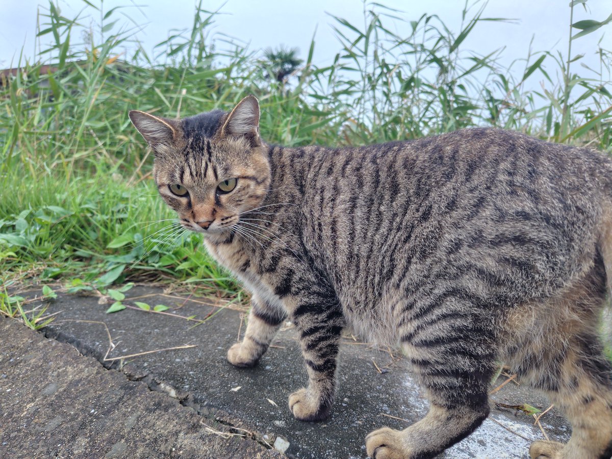 poiism's tweet photo. いつもかわいいね https://t.co/22KqxX589g
