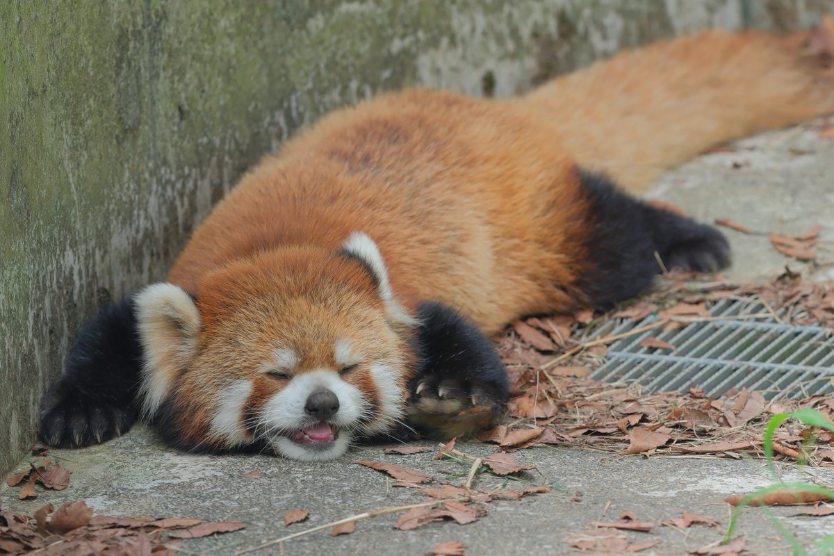 2xWaxMdnv3D9qns's tweet photo. 季節限定ですのでお早めに北陸へ🐾

＃モッチー ＃レッサーパンダ
＃鯖江市西山動物園 https://t.co/kgQT9aartA