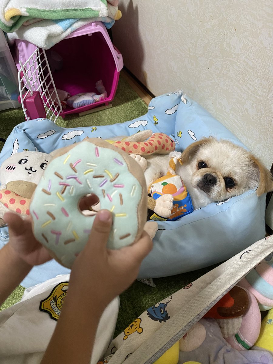 Airipepeko's tweet photo. おもち���に埋もれる犬
優しいから子供に何されても怒らないw https://t.co/FZ8tH692Lg