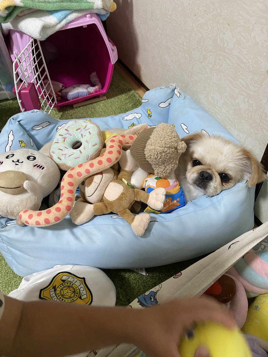 Airipepeko's tweet photo. おもち���に埋もれる犬
優しいから子供に何されても怒らないw https://t.co/FZ8tH692Lg