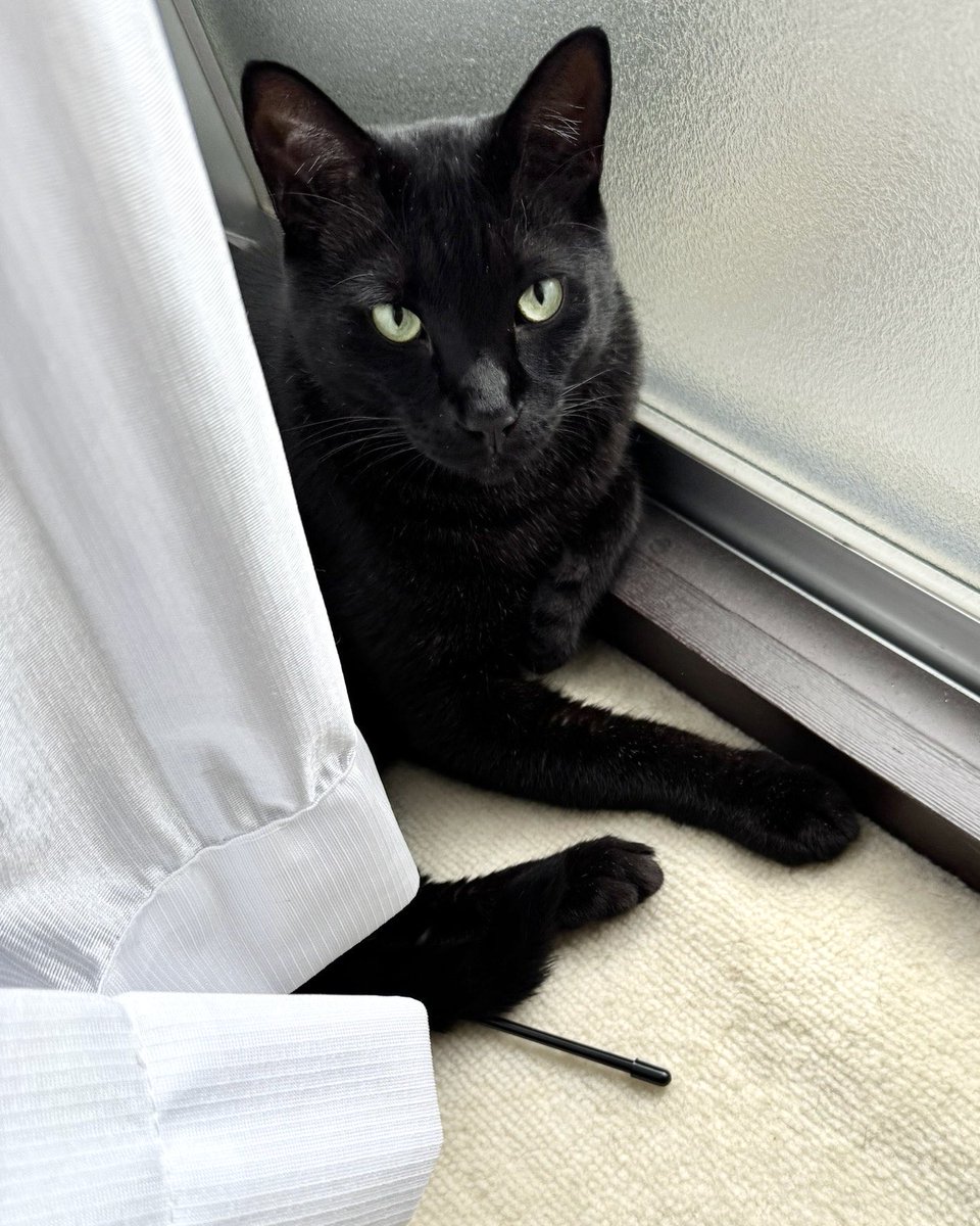 NenekokoC's tweet photo. お日様が出ると信じて…✨☀️

今日も窓際族✨🐈‍⬛🌤️

#ここ #ねねここ
#にゃるそっく #日向ぼっこ

#猫 #黒猫 #くろねこ #保護猫 #blackcat https://t.co/qGUpF6XASp