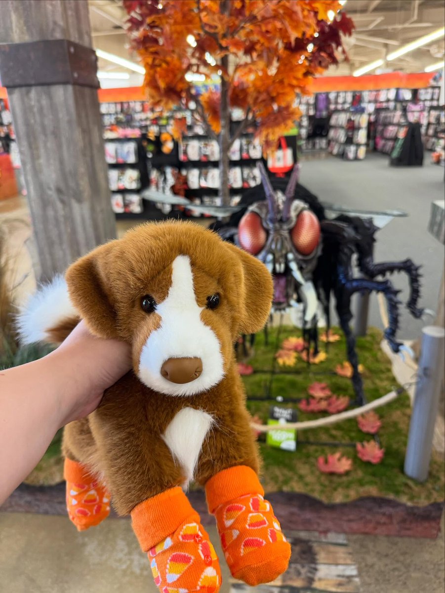 FlorenceToyama's tweet photo. Allspice in her element. So happy to have this girlie in the alien pup pack. https://t.co/rCXSuFK4oH