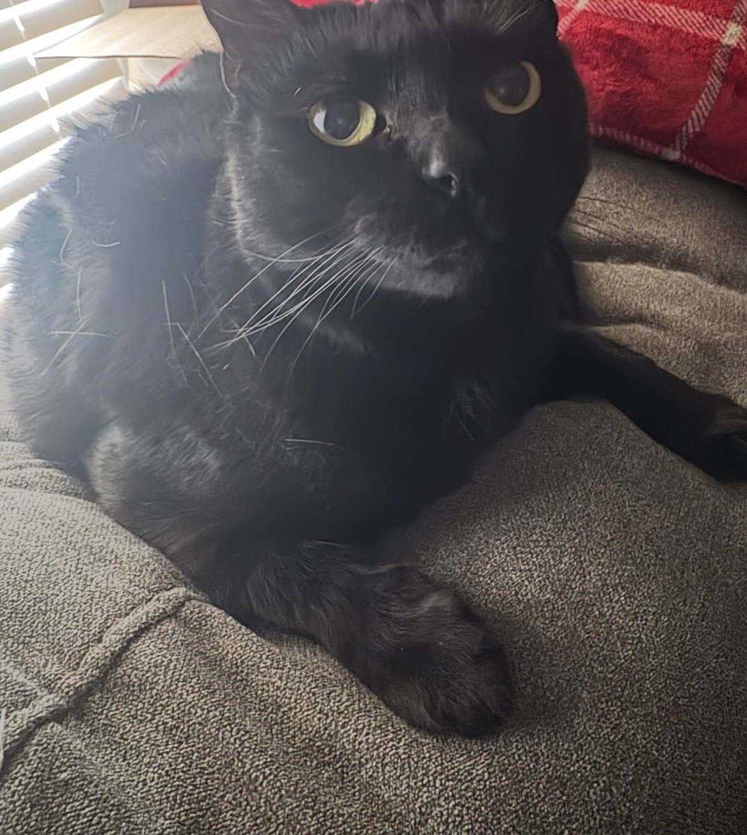 sweetcandyfetti's tweet photo. @narwhalslush ur cat mogs mine https://t.co/zV3QAW0RDh