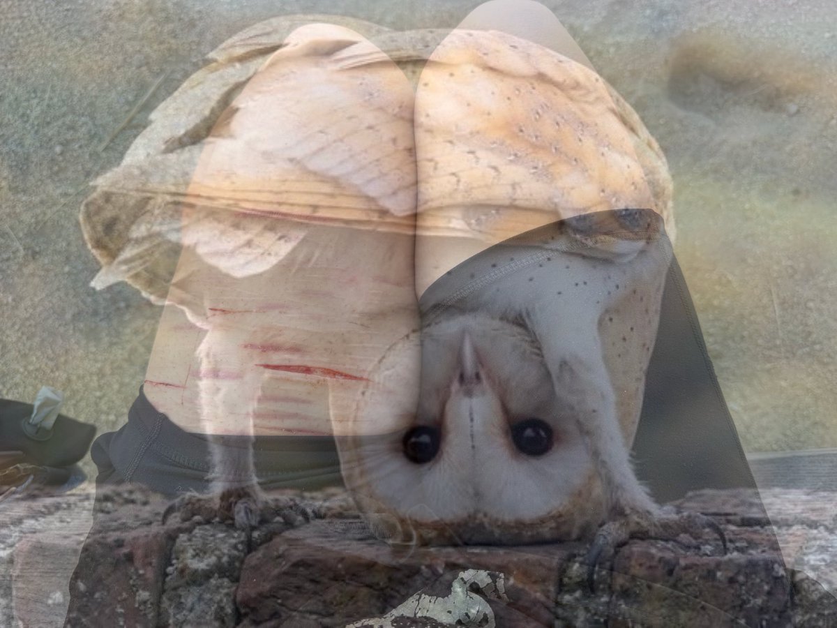 nooneluvsu_exe's tweet photo. Aren’t owls just the cutest?! https://t.co/lfESY1ktjH