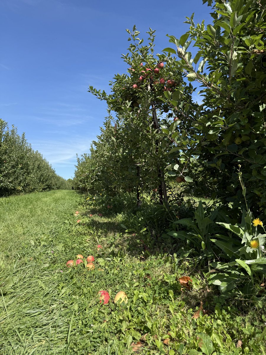 Adazzle_'s tweet photo. Fresh from the branch 🍎 https://t.co/V9WGNbfeHS