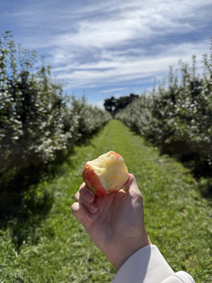 Adazzle_'s tweet photo. Fresh from the branch 🍎 https://t.co/V9WGNbfeHS