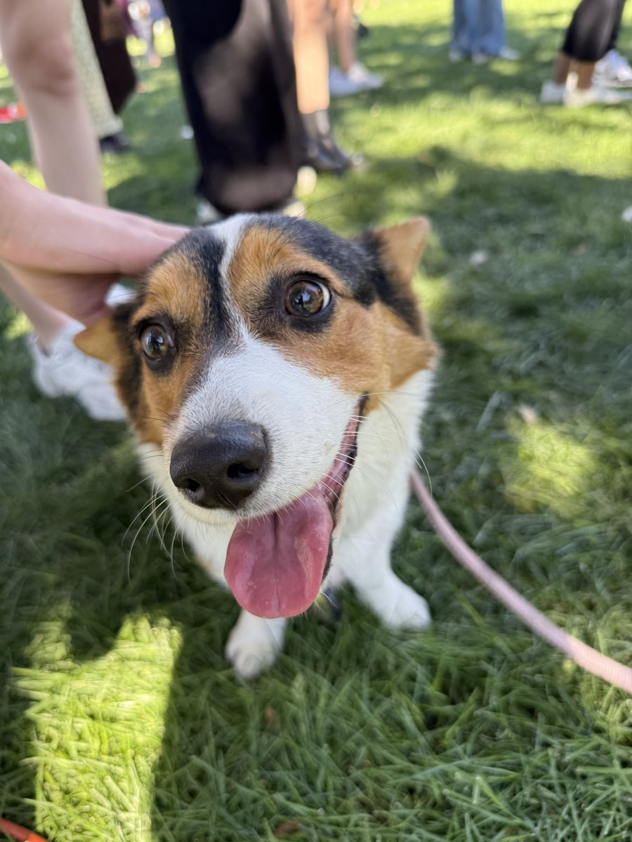 justjenniThings's tweet photo. Corgi con was AMAZING thank you for asking 🤪 https://t.co/vmUET2Si87
