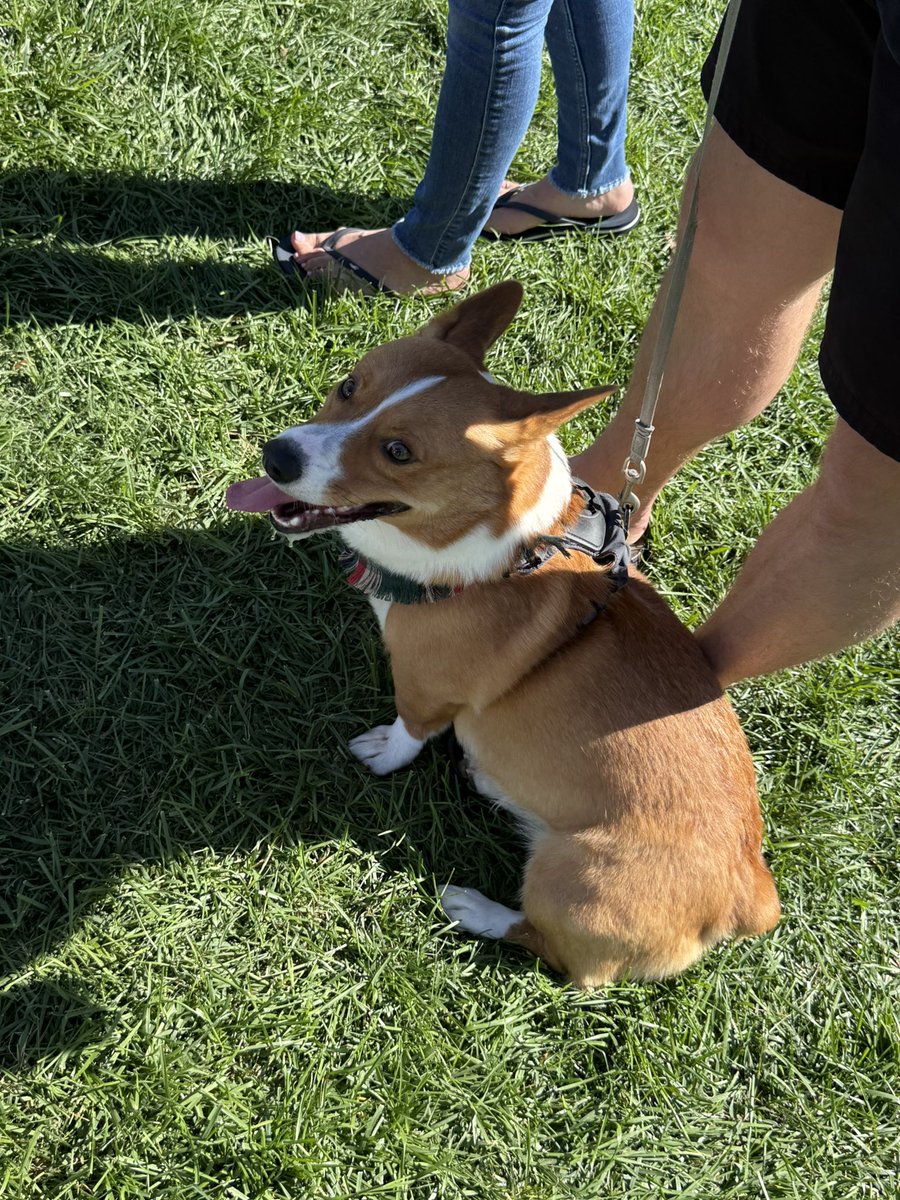 justjenniThings's tweet photo. Corgi con was AMAZING thank you for asking 🤪 https://t.co/vmUET2Si87