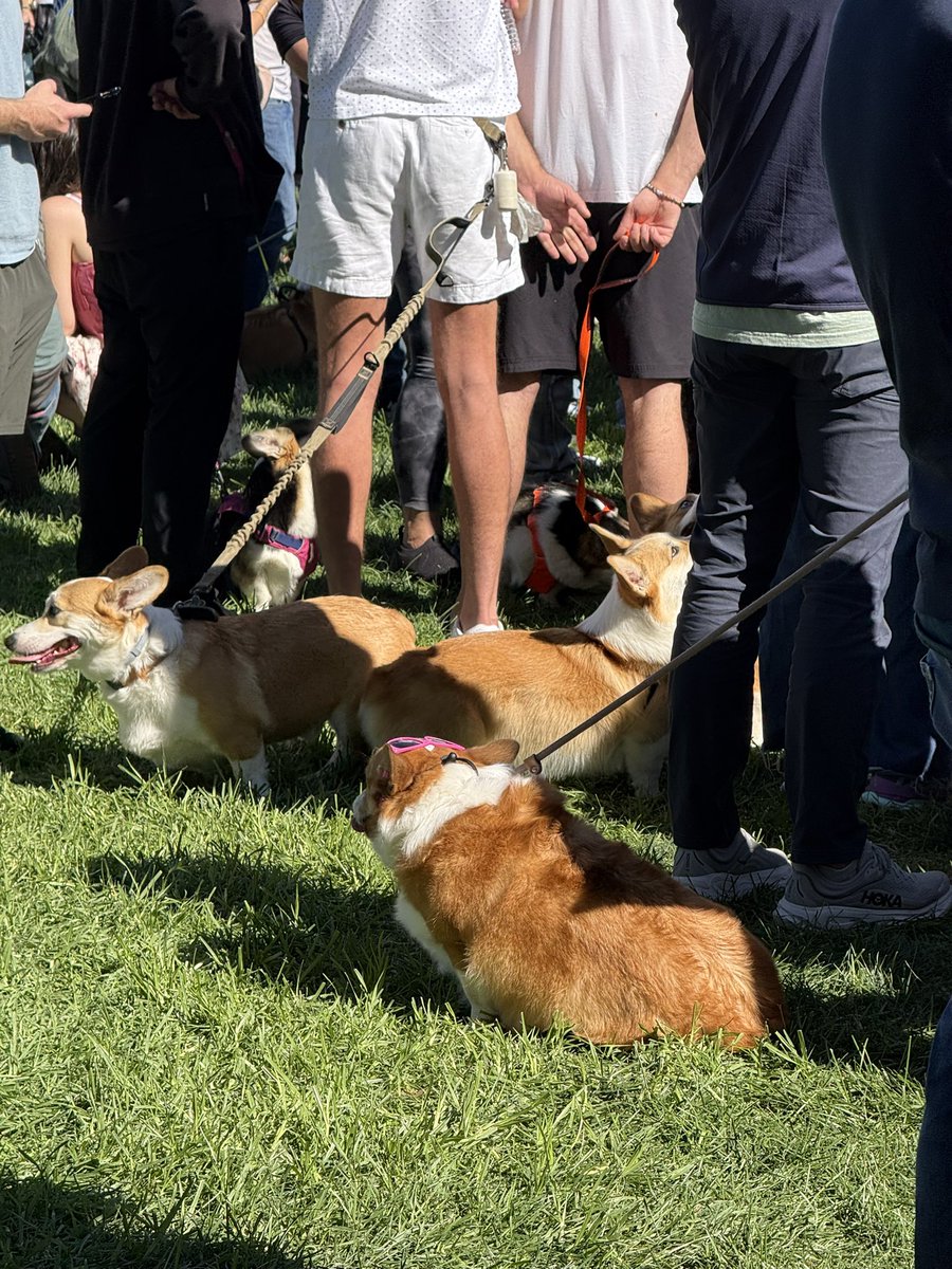 justjenniThings's tweet photo. Corgi con was AMAZING thank you for asking 🤪 https://t.co/vmUET2Si87