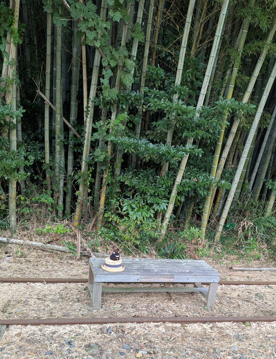 anhpms's tweet photo. 廃線上の猫ちゃん #ひげまんじゅう #アミュキャラぬい撮り https://t.co/Cl1KE60xci