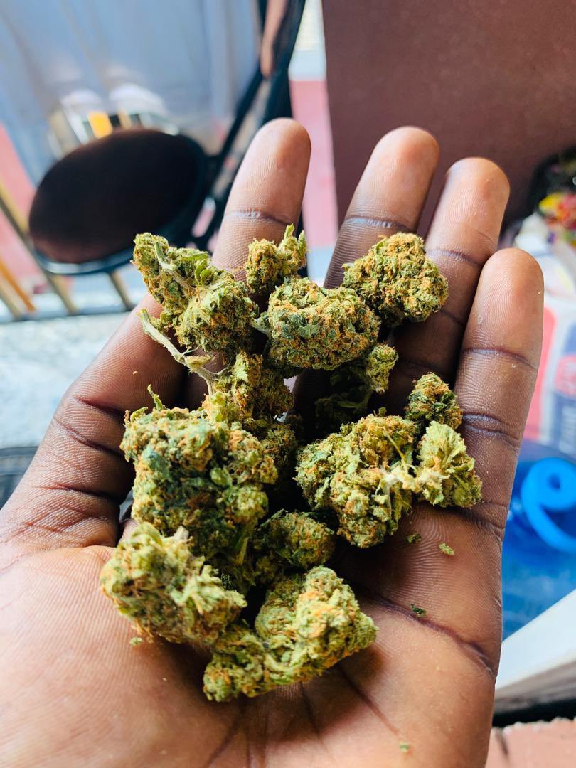 FarmCalikush's tweet photo. Smoking Good Strains is very Important.Your Mental Health needs Perfect Medical,My Strains are always  my Selling Points,.No Cap.100% Delivery to 
To All Cites in Lagos/Nationwide in Nigeria,Delivery 100% Safe.Fastest Delivery Orders in a good time as fast as possible.Allow me to be your🔌I sell nice strains,Hybrid Sativas.,CaliKush Sells. #weedtwt#  #drugtwt# #LagosIsland# #island# # # Stoners exotics available 🚚
Deliver Nationwide Nija .Mainland,Island.WhPP., 09061402866 @broccoliboygreg  @UrglyGramm  @xquire147  @Xquire_147  @Biglummy100 @lifeofolaa