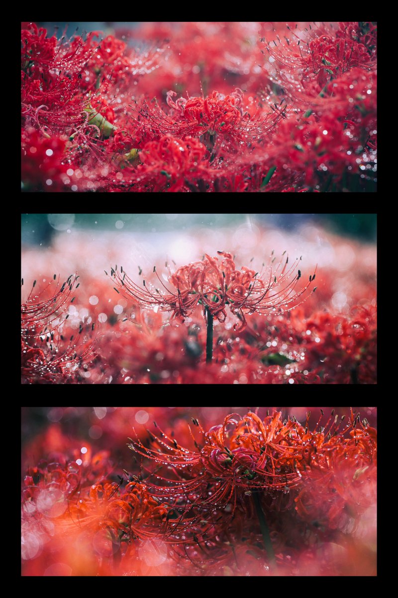 kei_phoot's tweet photo. 彼岸花って開花時期や天気でなかなか難しいけど、これだから何回も会いに行きたくなるんですよ困っちゃうね

#お写んぽ https://t.co/P5r6zJTepJ