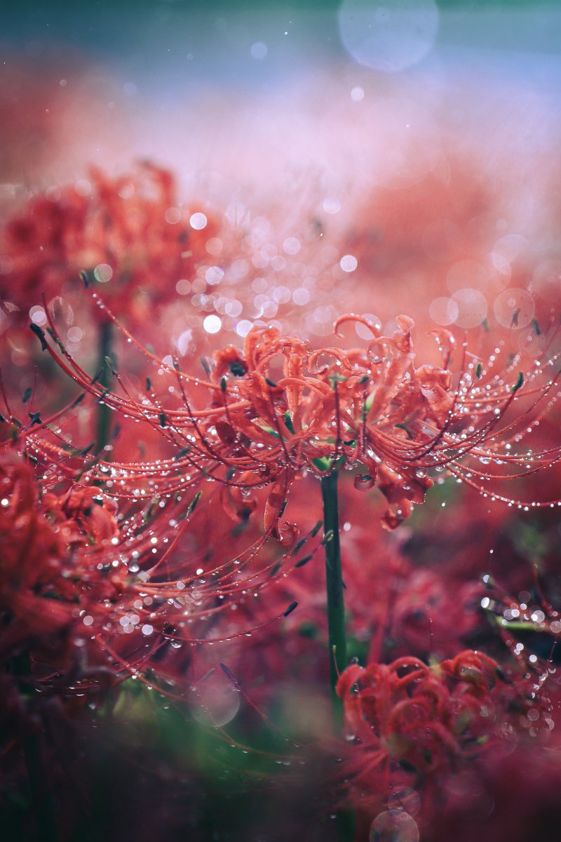 kei_phoot's tweet photo. 彼岸花って開花時期や天気でなかなか難しいけど、これだから何回も会いに行きたくなるんですよ困っちゃうね

#お写んぽ https://t.co/P5r6zJTepJ