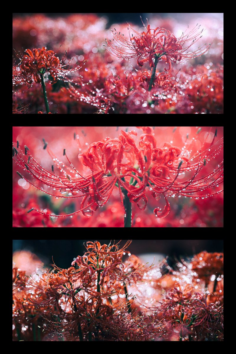 kei_phoot's tweet photo. 彼岸花って開花時期や天気でなかなか難しいけど、これだから何回も会いに行きたくなるんですよ困っちゃうね

#お写んぽ https://t.co/P5r6zJTepJ