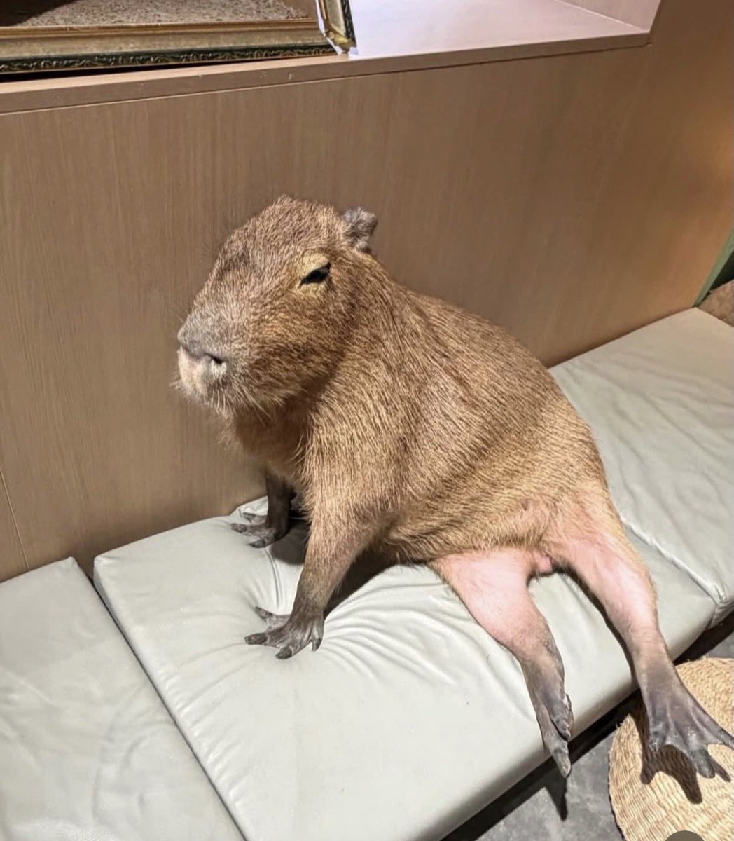 koiqqe's tweet photo. 칭다오 카피바라 카페에 카피바라가 ㅇㅈㄹ로 앉아있었음….. ㄹㅇ 정떨 https://t.co/CCkawS8PCn