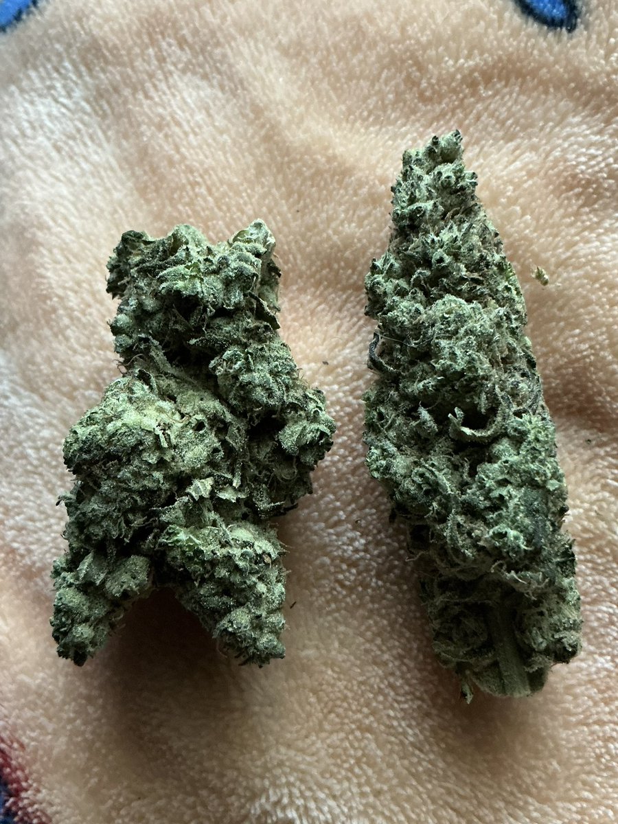 theglowingcrow's tweet photo. dispensary offering: humanoid creature and a littlr Poop https://t.co/TCUd8qoBBN