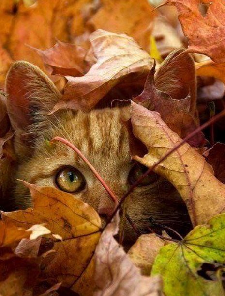 Octobrgrl's tweet photo. Happy #Caturday https://t.co/Twt9iqYmWB
