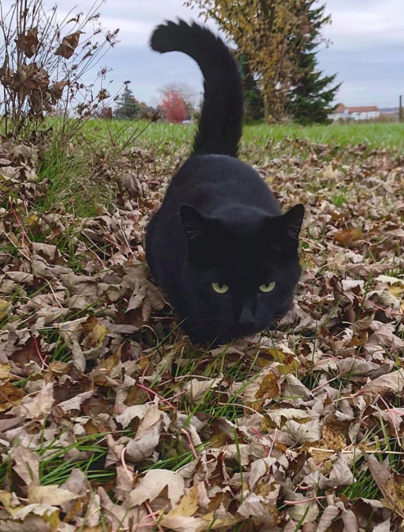 Octobrgrl's tweet photo. Happy #Caturday https://t.co/Twt9iqYmWB