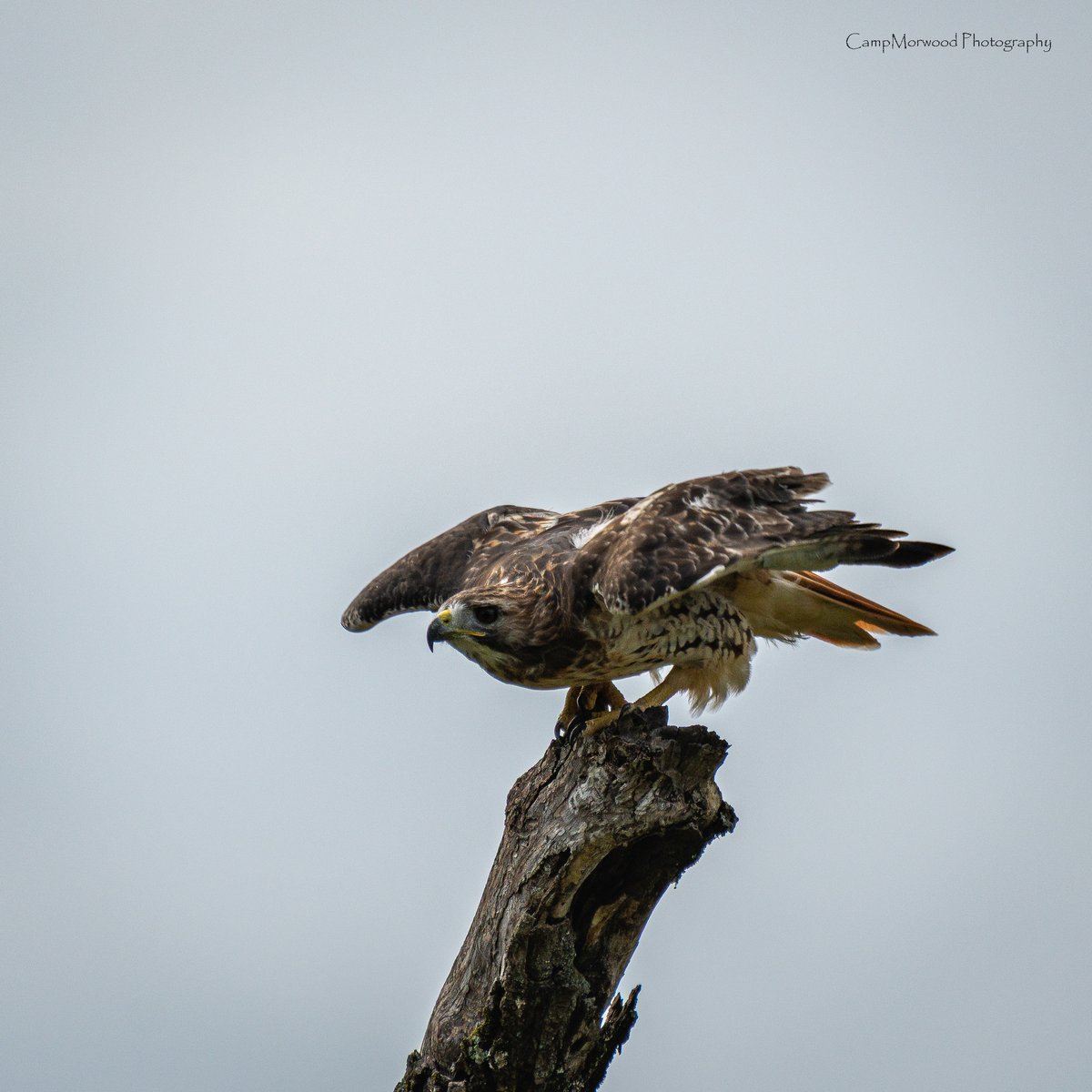 Campmorwood's tweet photo. Red Tailed Hawk taking off 👀📸 
#RedTailedHawk #BirdsOfPrey #BirdPhotography #BirdsInFlight #WildlifePhotography https://t.co/rbfEMlQAda