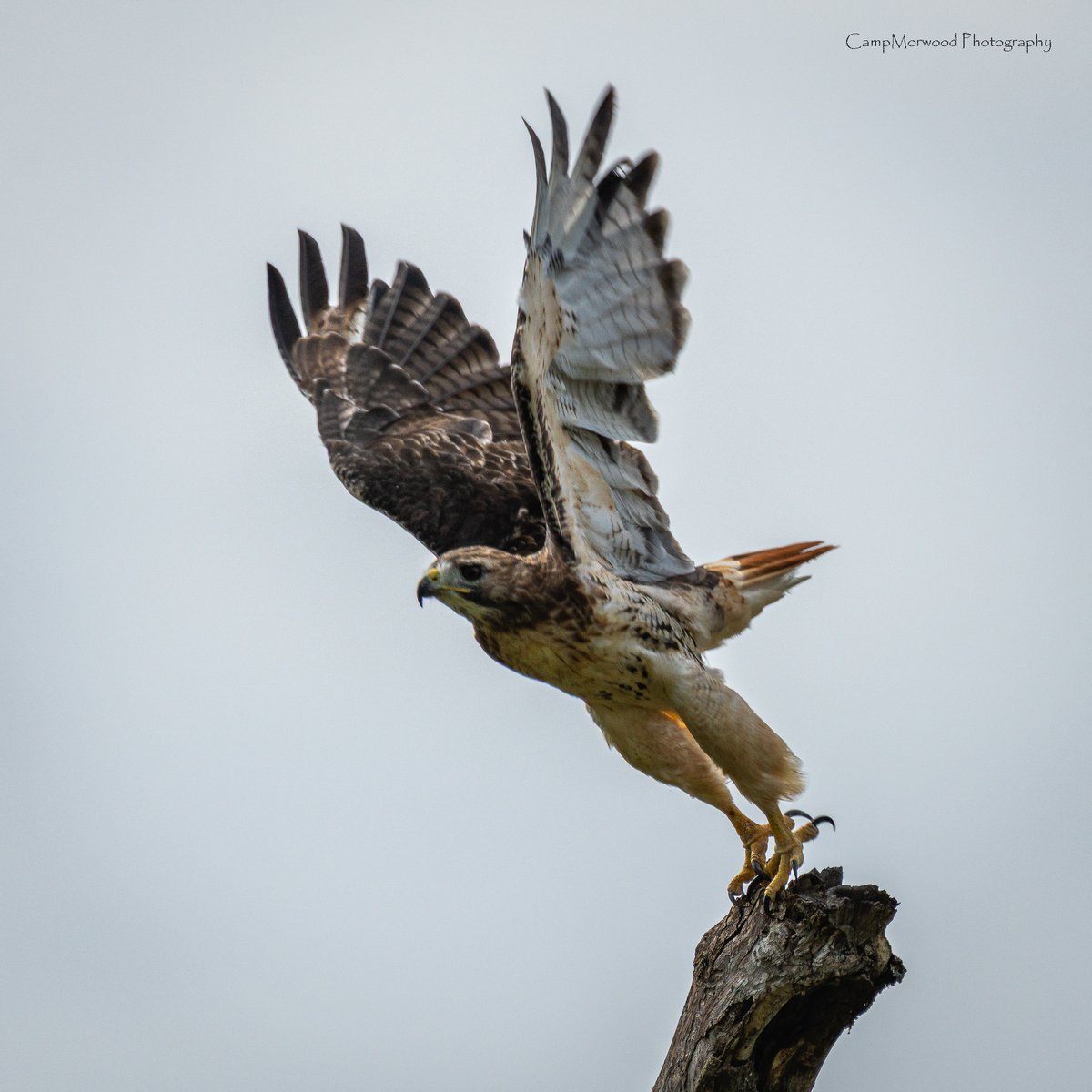Campmorwood's tweet photo. Red Tailed Hawk taking off 👀📸 
#RedTailedHawk #BirdsOfPrey #BirdPhotography #BirdsInFlight #WildlifePhotography https://t.co/rbfEMlQAda