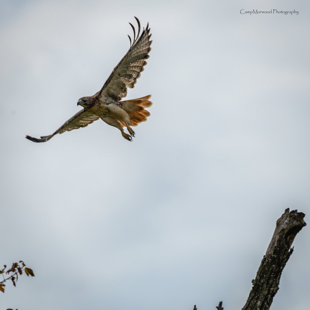 Campmorwood's tweet photo. Red Tailed Hawk taking off 👀📸 
#RedTailedHawk #BirdsOfPrey #BirdPhotography #BirdsInFlight #WildlifePhotography https://t.co/rbfEMlQAda