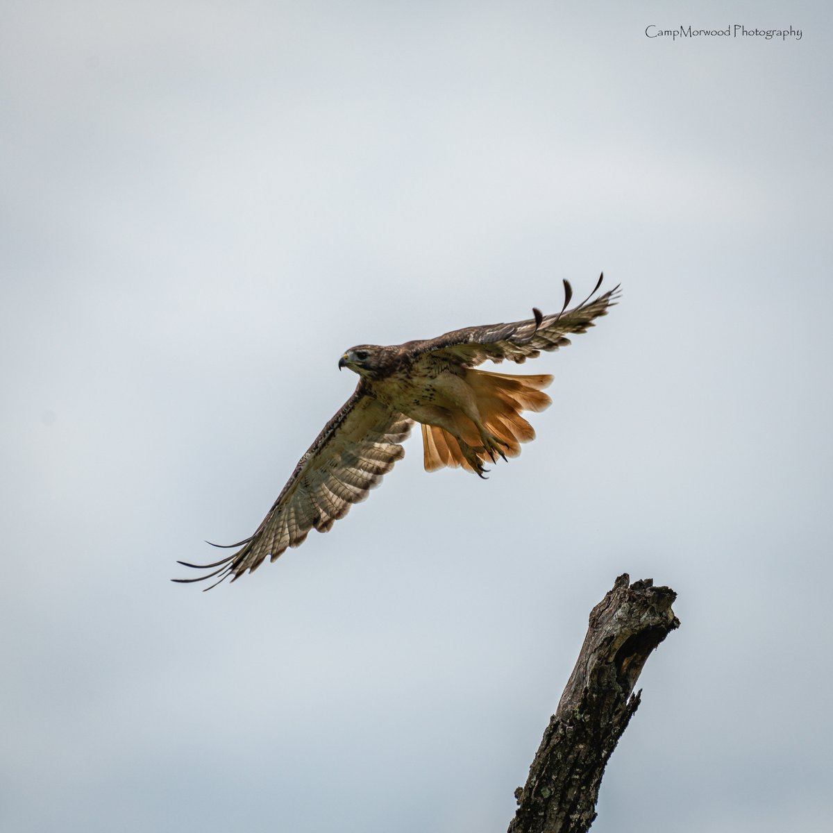 Campmorwood's tweet photo. Red Tailed Hawk taking off 👀📸 
#RedTailedHawk #BirdsOfPrey #BirdPhotography #BirdsInFlight #WildlifePhotography https://t.co/rbfEMlQAda