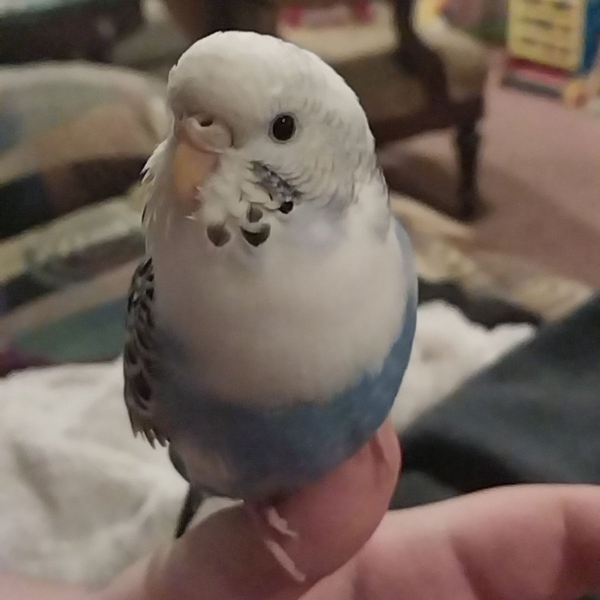 cannacapy's tweet photo. @Tekken3Enjoyer i have two birdies :) https://t.co/evXAVjDq0F