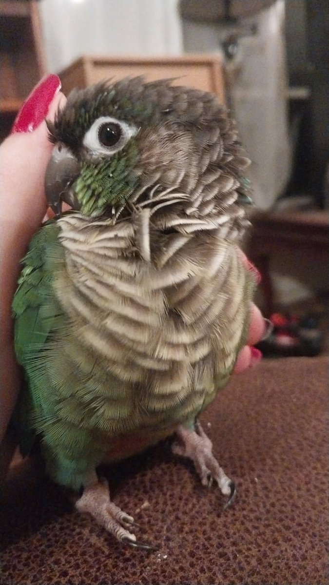 cannacapy's tweet photo. @Tekken3Enjoyer i have two birdies :) https://t.co/evXAVjDq0F