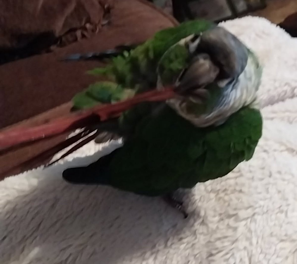 cannacapy's tweet photo. @Tekken3Enjoyer i have two birdies :) https://t.co/evXAVjDq0F