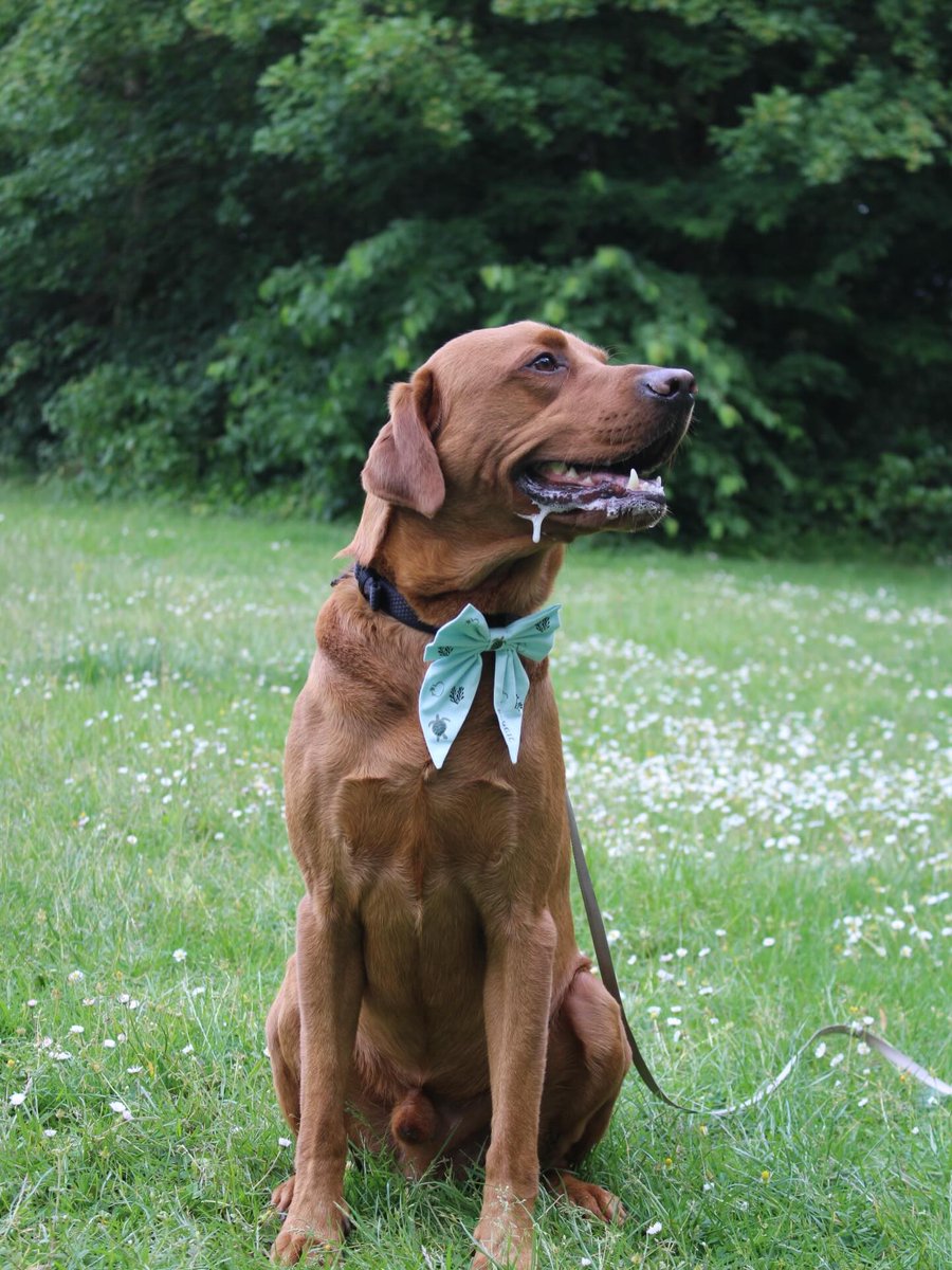 LanieReihing's tweet photo. Won’t look Wednesday ❤️

How gorgeous does Reggie look modelling his summer bow? 🥹 @benjis_bandanas24. REGGIE15. https://t.co/c83c9DQ9xb