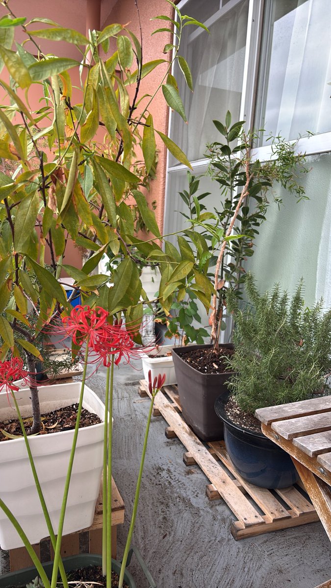 seikomam's tweet photo. いただきまして、我が家のハオルチア様達と一緒に植え替え。
こんなに頑張っちゃって来週、私腰痛にならないかしら。
ふー。 https://t.co/4g1hZDHtVe