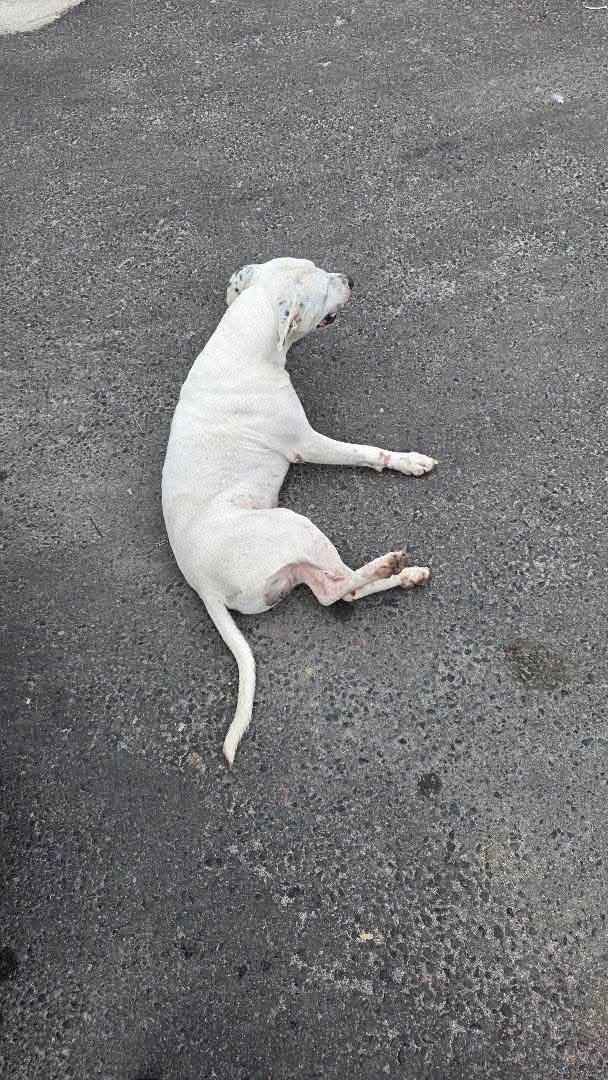 lyssitta's tweet photo. SERVICIO SOCIAL✅️
#emergenciacanina 🆘 🚨 🚨 🆘 
#urgente ‼️
#REPORTAN ⚠️ 
Nos piden publicar 👇🏻 

“Hola buena tardes, acaban de atropellar a un perrito en el boulevard del ejército, a la altura de maxi despensa , lo quise ayudar, pero me mordió”

Sep 26
5.00 pm https://t.co/4neITxKmi2