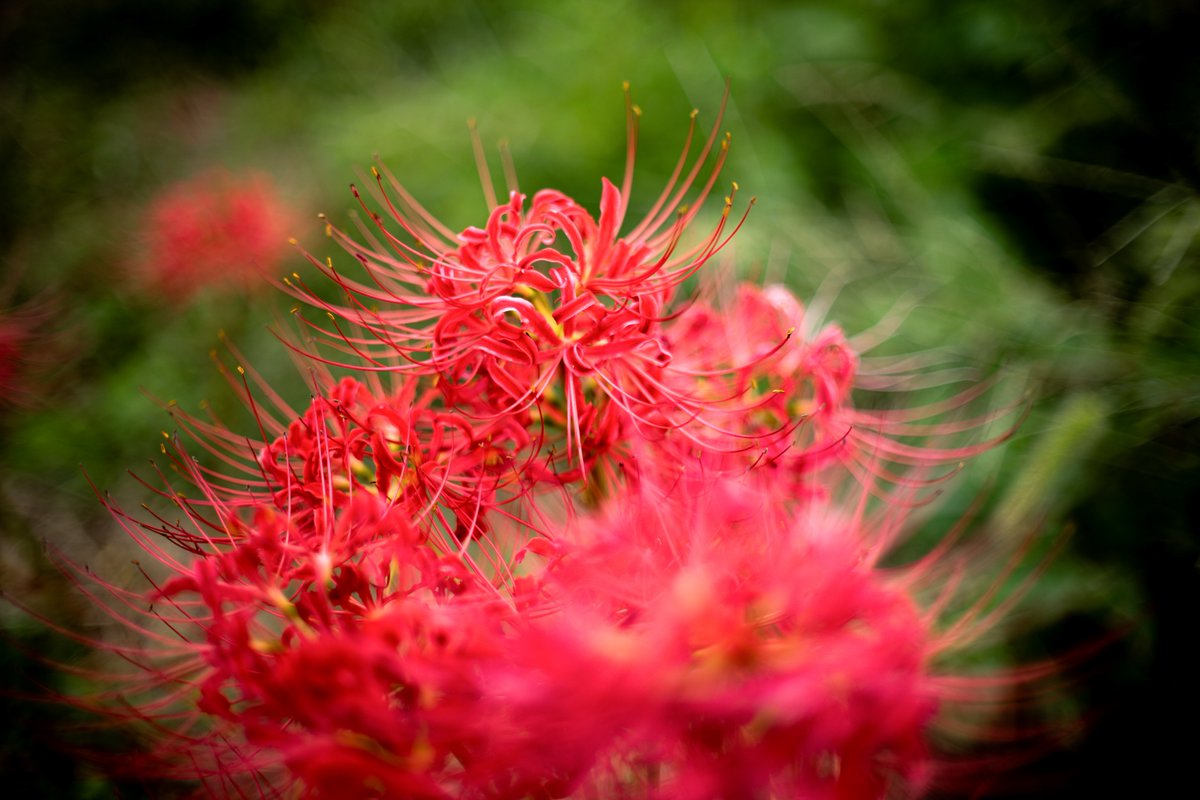 yczx38's tweet photo. 一気に涼しくなったねぇ
もう暑くならんのかな
#写真 #オールドレンズ https://t.co/p33fusO3qo