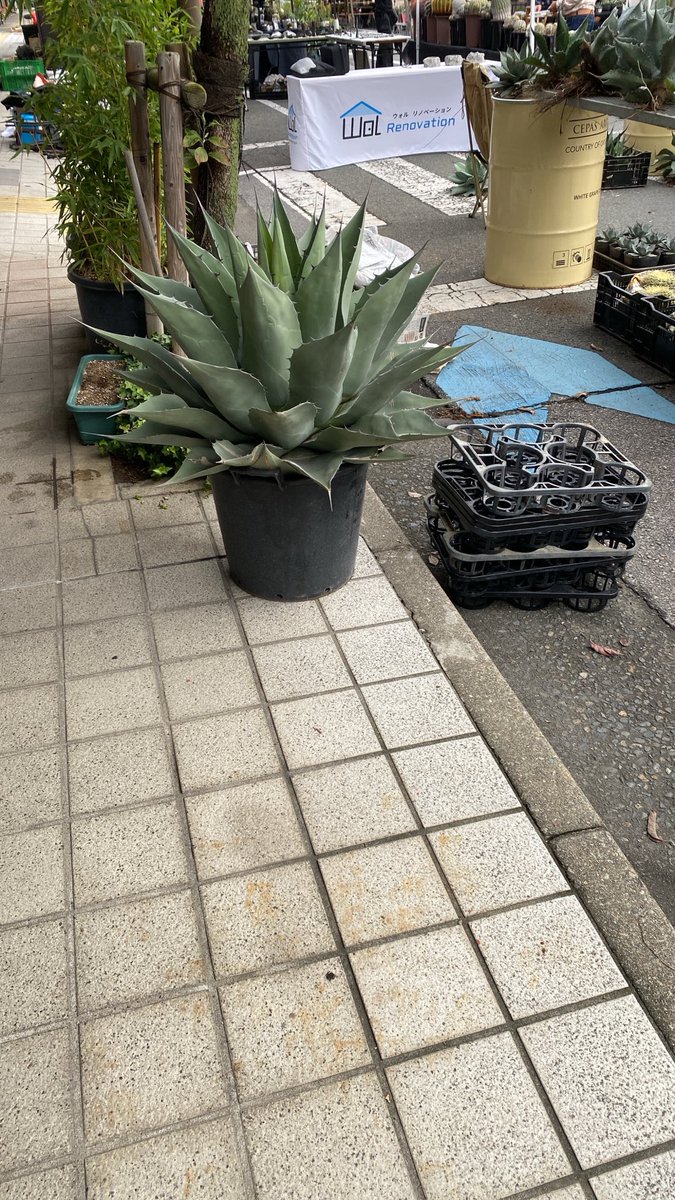 Anicul_shop's tweet photo. 【ご案内】
本日「PLANTS SHOW 2026」始まりました☆彡
「9時〜15時」まで「イベント開催」で、時間中は「交通規制（歩行者天国）」となります･:*+.\(( °ω° ))/.:+
ぜひ、遊びに来て下さいね☆彡 https://t.co/ShkL0QrRmk