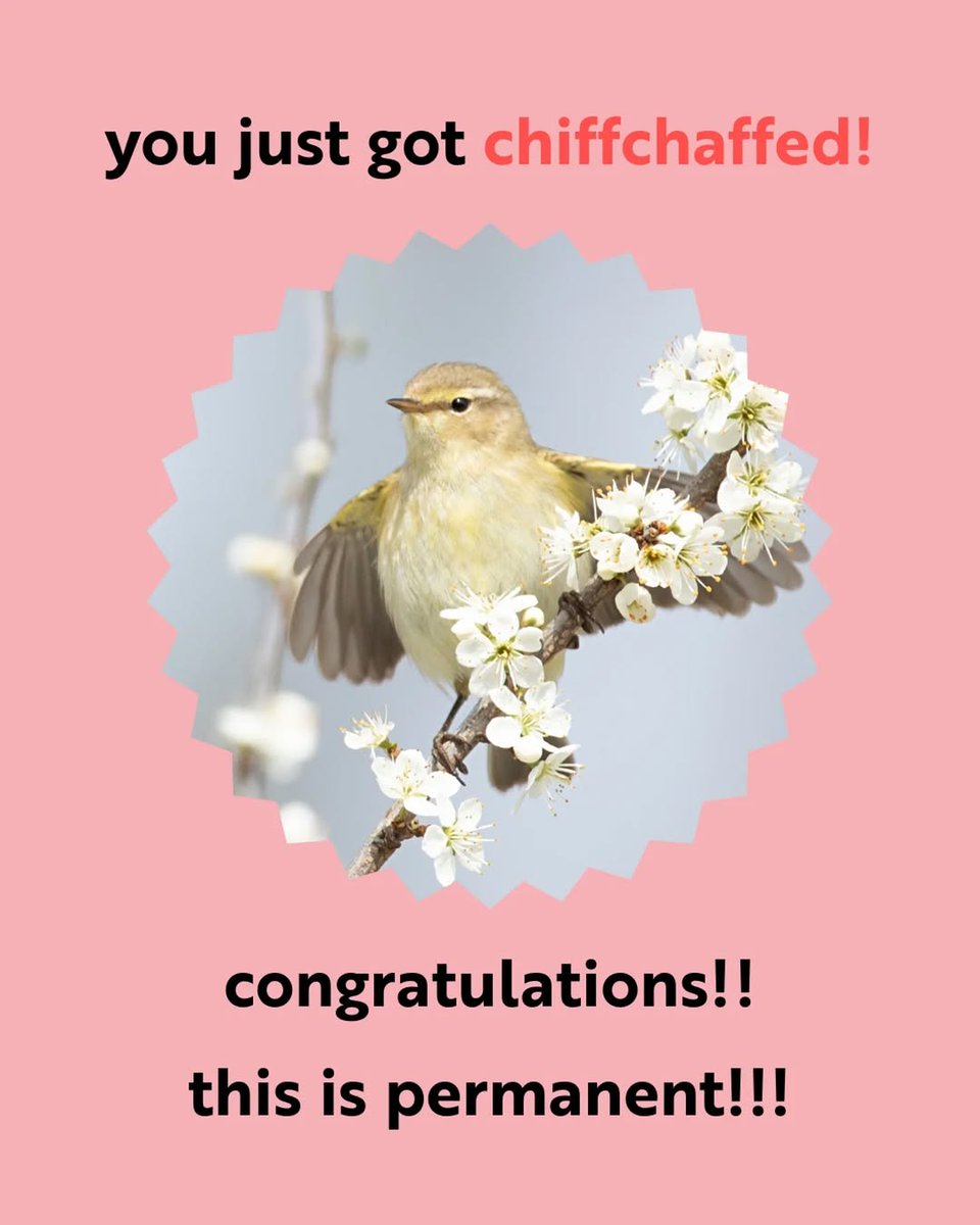 jordydejong2's tweet photo. With Spring arriving, migrating Chiffchaffs are already here, so keep an ear out for their signature song 🎶 https://t.co/eIA9zOnmwj