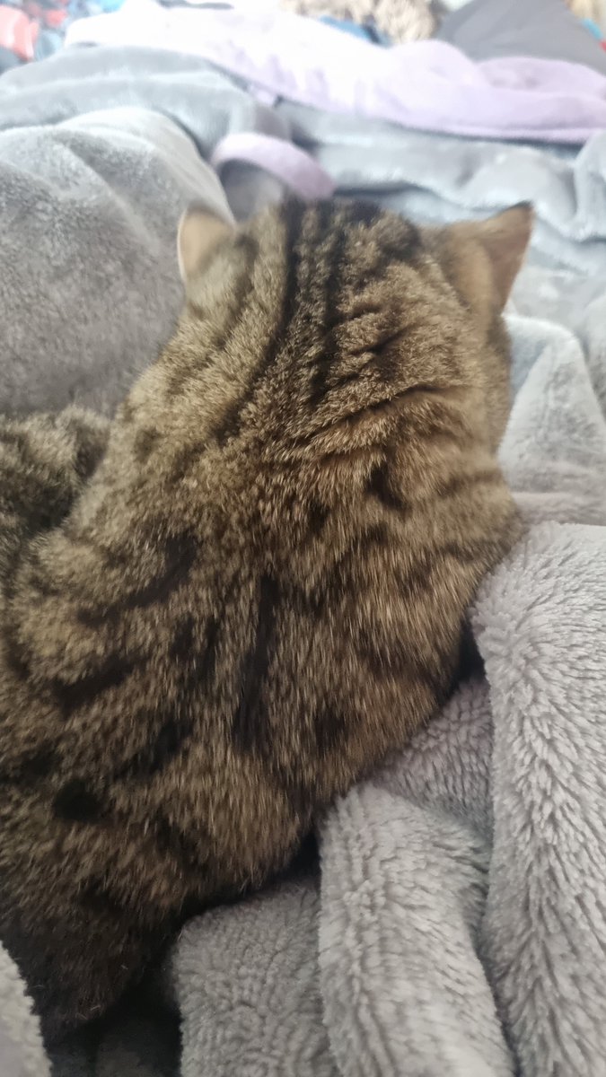 M00NY_ST4R's tweet photo. @MeownyLaunderin @puppygirlsteph I dont have kitty gif but i have kitty photo https://t.co/IkLmNjBHma