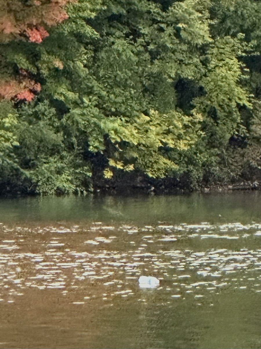 birdbrawns's tweet photo. Some fat, gray fish breached the surface of the river to scoop down (presumed) insect adrift

My grinner makes grimace, when  my vision (pre-zoomed) tunes into plastic bottle background

I take these things in stride, though, it’s not like I’m the river or anything https://t.co/UD9egh1GC2