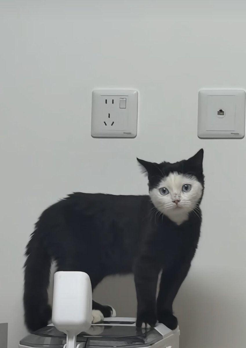 gatinarios's tweet photo. ela só passou protetor solar no rosto https://t.co/Xn72Bd9bIh