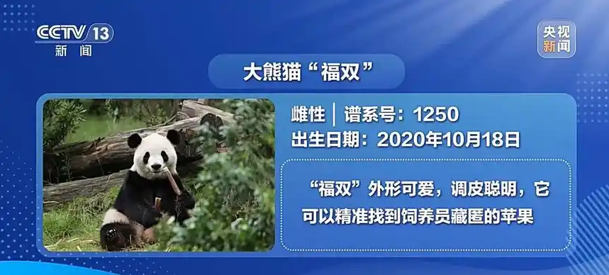 globaltimesnews's tweet photo. A pair of giant #pandas, Ping Ping and Fu Shuang, departed for Zoo Atlanta in the #US from Chengdu Shuangliu International Airport in southwest #China's Sichuan Province on a chartered flight at 2:55 a.m. Sunday, kicking off their 10-year stay at the zoo: Xinhua https://t.co/SfzDy14aAb